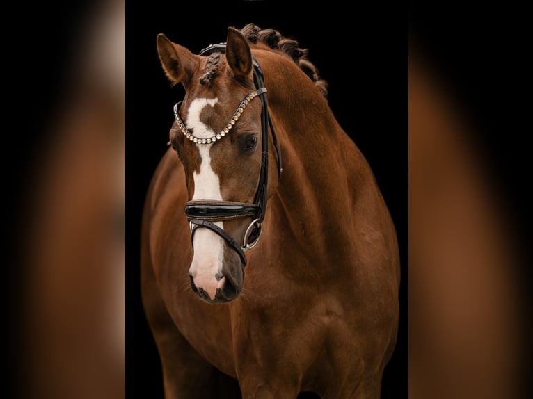 Sportivo Tedesco / Sportivo della Germania Giumenta 3 Anni 163 cm  in Wehringen