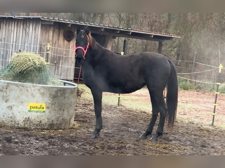 Sportivo Tedesco / Sportivo della Germania Giumenta 3 Anni 163 cm Morello in Dallgow-Döberitz