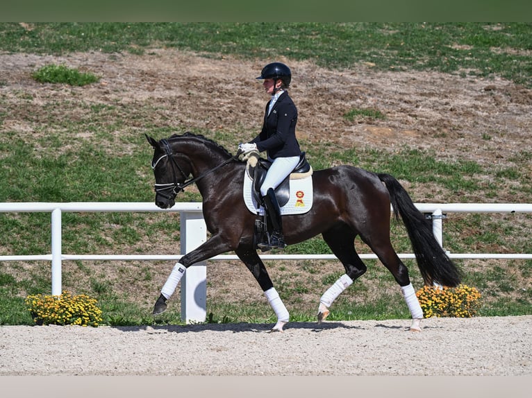 Sportivo Tedesco / Sportivo della Germania Giumenta 3 Anni 163 cm Morello in Gomadingen