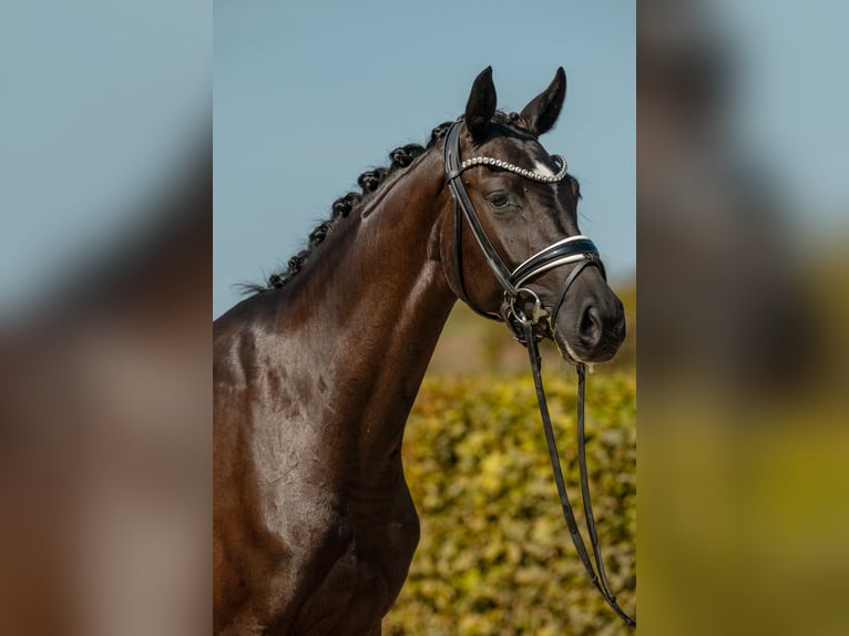 Sportivo Tedesco / Sportivo della Germania Giumenta 3 Anni 163 cm Morello in Gomadingen