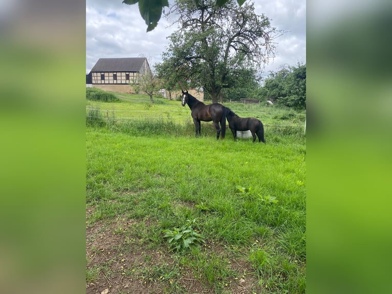 Sportivo Tedesco / Sportivo della Germania Giumenta 3 Anni 163 cm Morello in Zwickau