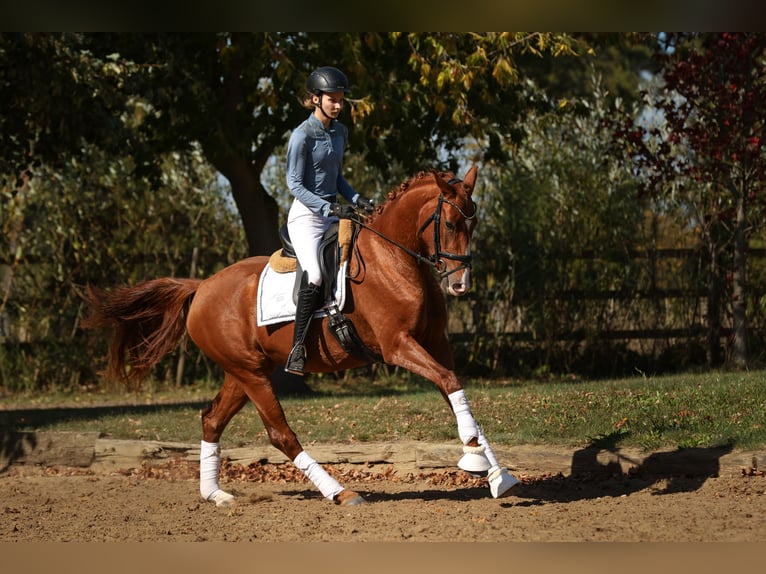 Sportivo Tedesco / Sportivo della Germania Giumenta 3 Anni 163 cm Sauro in Nauen