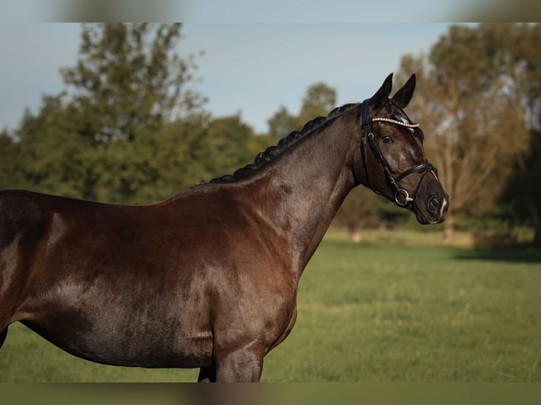 Sportivo Tedesco / Sportivo della Germania Giumenta 3 Anni 164 cm Morello in Neustadt Dosse