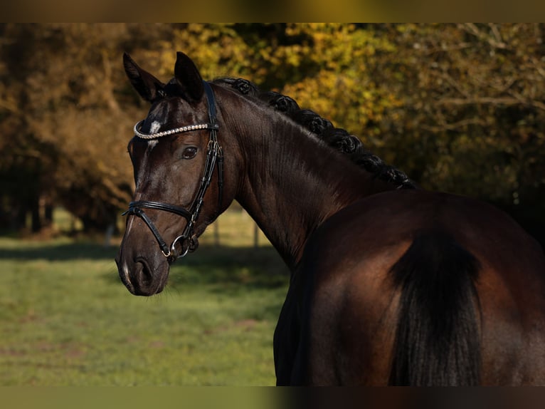 Sportivo Tedesco / Sportivo della Germania Giumenta 3 Anni 164 cm Morello in Neustadt Dosse