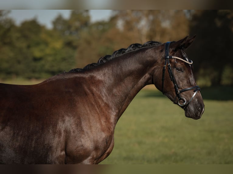 Sportivo Tedesco / Sportivo della Germania Giumenta 3 Anni 164 cm Morello in Neustadt Dosse