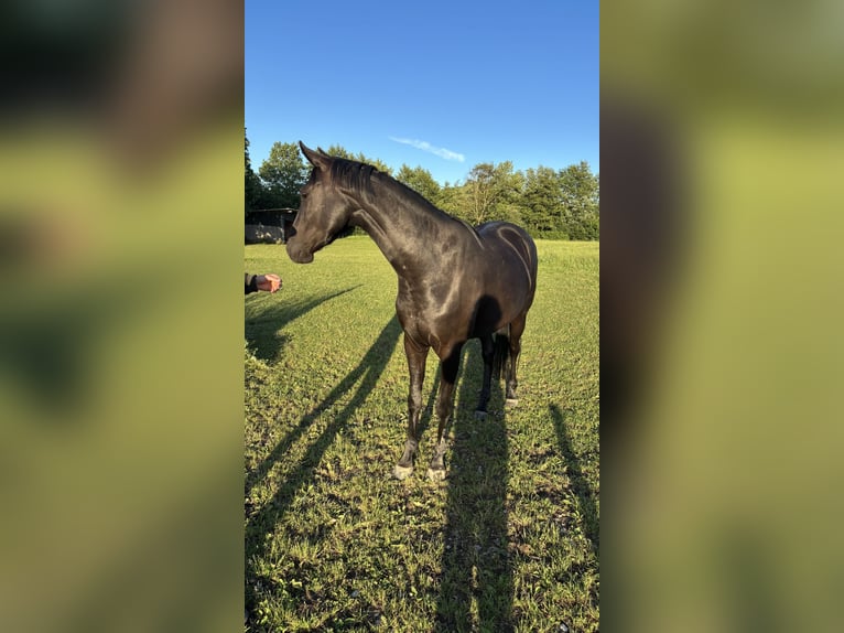 Sportivo Tedesco / Sportivo della Germania Giumenta 3 Anni 164 cm Morello in Weilheim an der Teck