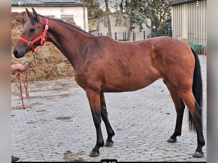 Sportivo Tedesco / Sportivo della Germania Giumenta 3 Anni 165 cm Baio in HUNGENROTH
