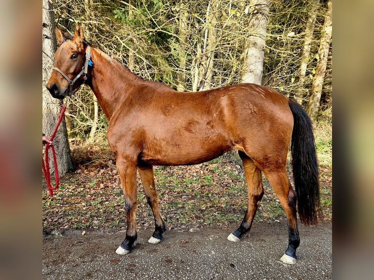 Sportivo Tedesco / Sportivo della Germania Giumenta 3 Anni 165 cm Baio in HUNGENROTH