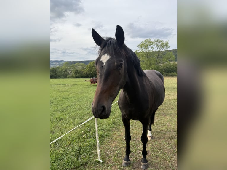 Sportivo Tedesco / Sportivo della Germania Giumenta 3 Anni 165 cm Baio scuro in Kaltennordheim