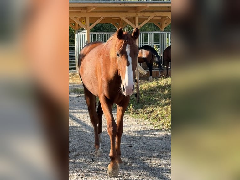Sportivo Tedesco / Sportivo della Germania Giumenta 3 Anni 165 cm Sauro in Berg bei Neumarkt in der Oberpfalz