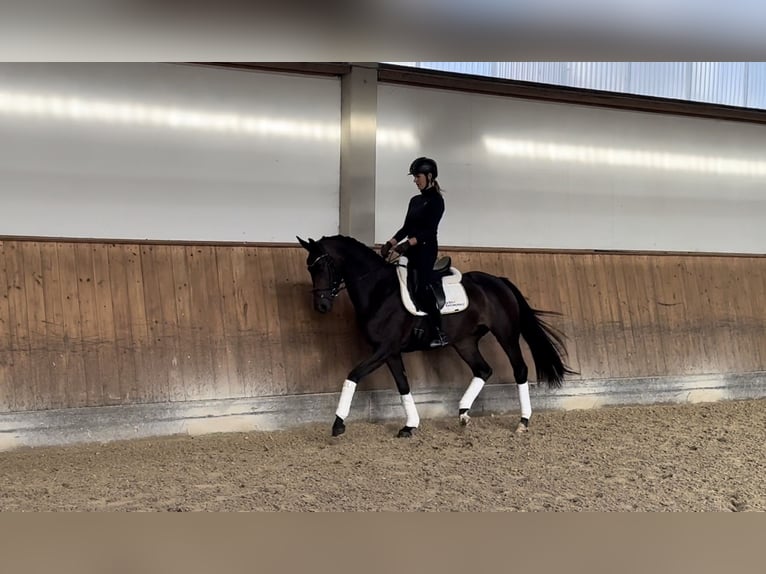 Sportivo Tedesco / Sportivo della Germania Giumenta 3 Anni 166 cm  in Rottenburg an der Laaber