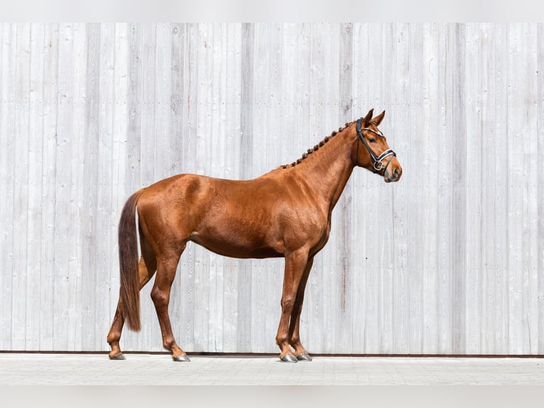 Sportivo Tedesco / Sportivo della Germania Giumenta 3 Anni 166 cm Sauro in Schwäbisch Gmünd