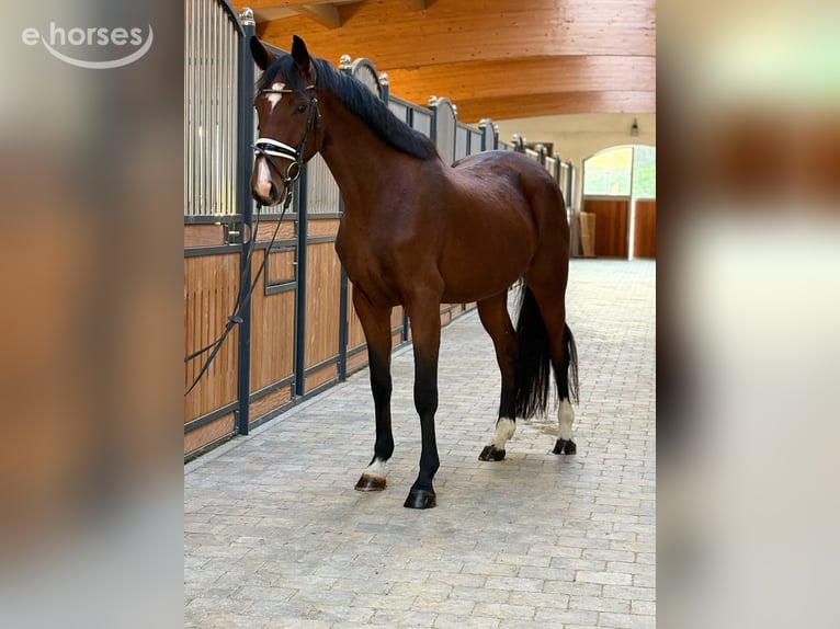 Sportivo Tedesco / Sportivo della Germania Giumenta 3 Anni 167 cm Baio in Westerheim