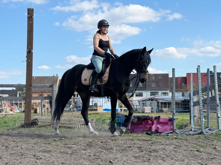 Sportivo Tedesco / Sportivo della Germania Giumenta 3 Anni 167 cm Baio nero in Luckenwalde