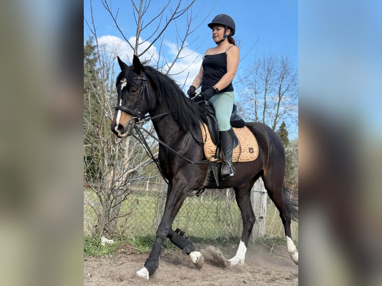 Sportivo Tedesco / Sportivo della Germania Giumenta 3 Anni 167 cm Baio nero in Luckenwalde