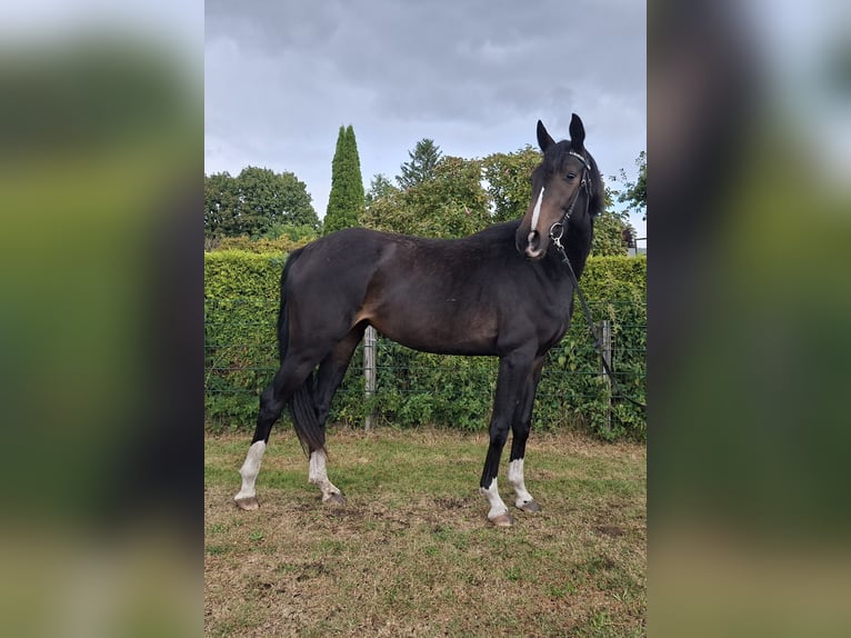 Sportivo Tedesco / Sportivo della Germania Giumenta 3 Anni 167 cm Baio nero in Luckenwalde