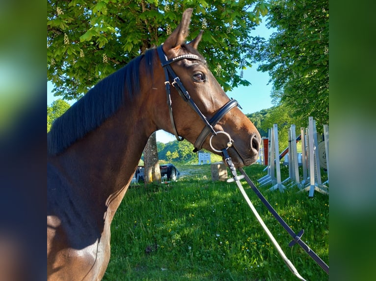 Sportivo Tedesco / Sportivo della Germania Giumenta 3 Anni 167 cm Baio scuro in Hohenstein Ödenwaldstetten