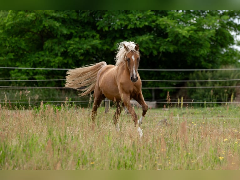 Sportivo Tedesco / Sportivo della Germania Giumenta 3 Anni 167 cm Palomino in Pritzwalk