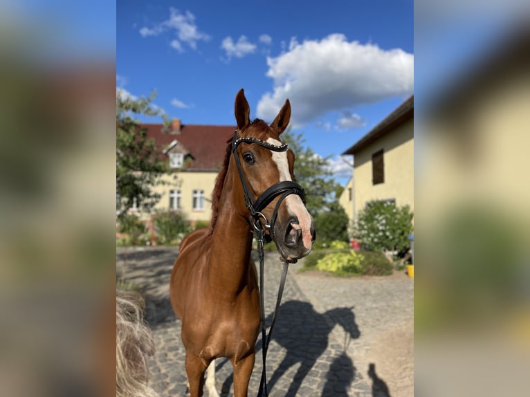 Sportivo Tedesco / Sportivo della Germania Giumenta 3 Anni 167 cm Sauro scuro in Wittstock
