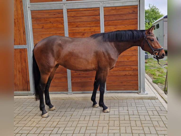 Sportivo Tedesco / Sportivo della Germania Giumenta 3 Anni 168 cm Baio in Herrnhut