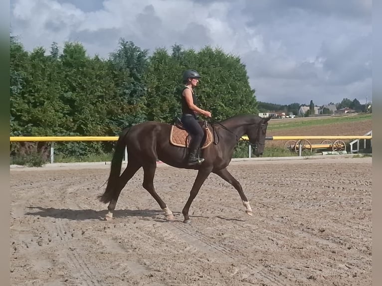 Sportivo Tedesco / Sportivo della Germania Giumenta 3 Anni 168 cm Morello in Lengenfeld