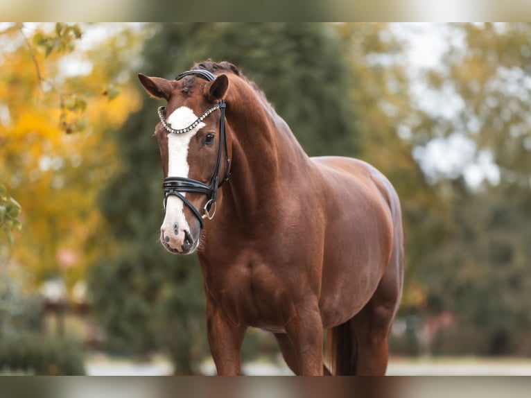 Sportivo Tedesco / Sportivo della Germania Giumenta 3 Anni 169 cm Sauro scuro in Lippetal