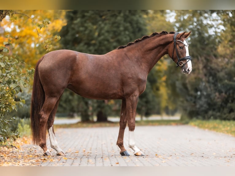 Sportivo Tedesco / Sportivo della Germania Giumenta 3 Anni 169 cm Sauro scuro in Lippetal