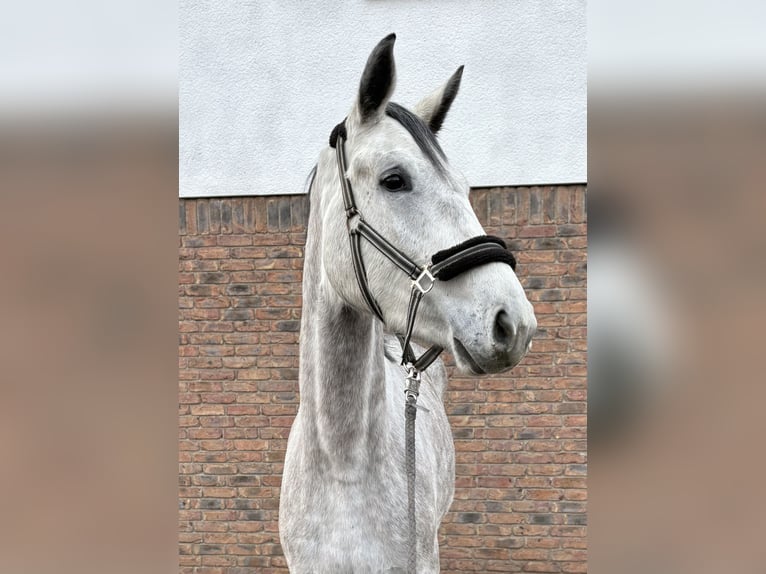 Sportivo Tedesco / Sportivo della Germania Giumenta 3 Anni 170 cm Grigio pezzato in Niederkassel