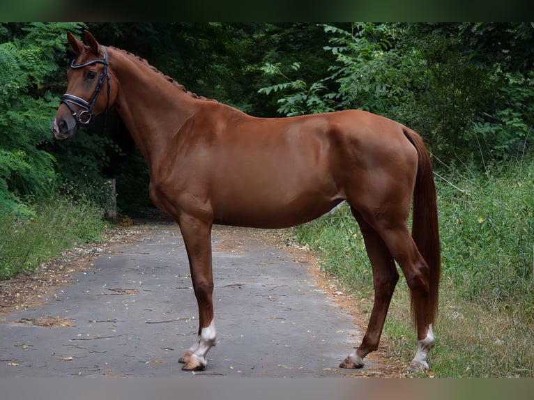 Sportivo Tedesco / Sportivo della Germania Giumenta 3 Anni 170 cm Sauro in Hohen Neuendorf