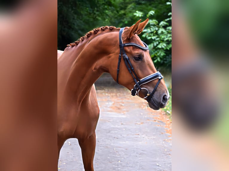 Sportivo Tedesco / Sportivo della Germania Giumenta 3 Anni 170 cm Sauro in Hohen Neuendorf