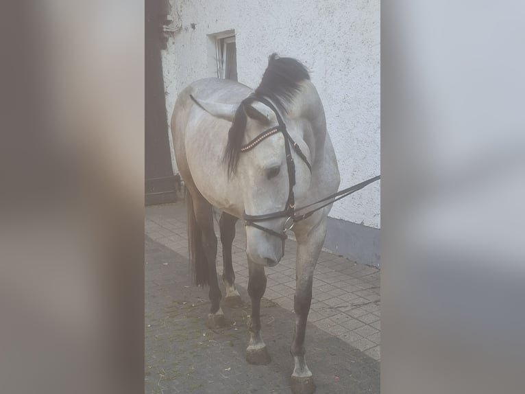 Sportivo Tedesco / Sportivo della Germania Giumenta 3 Anni 172 cm Grigio in Büttstedt