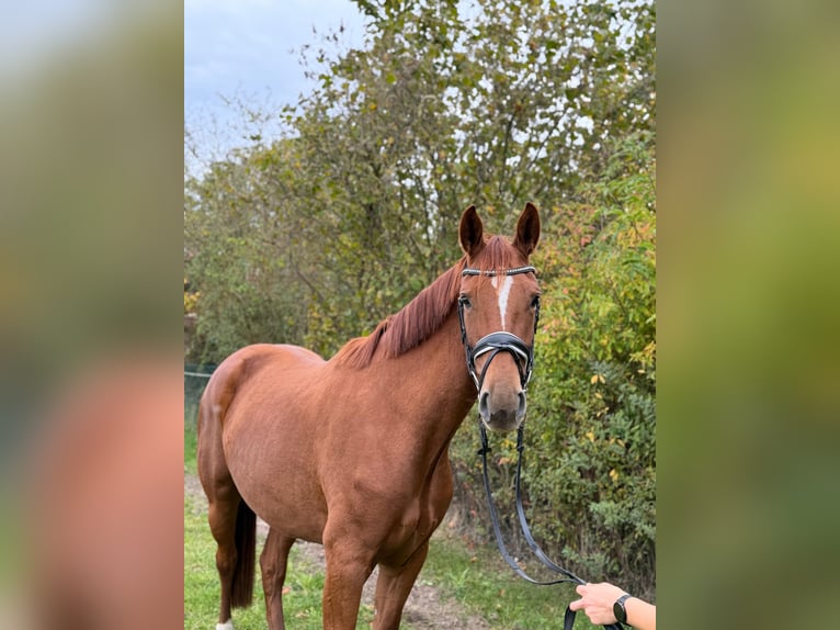 Sportivo Tedesco / Sportivo della Germania Giumenta 3 Anni 172 cm Sauro in Schönwalde-Glien