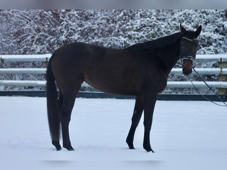 Sportivo Tedesco / Sportivo della Germania Giumenta 3 Anni 173 cm Baio scuro in Bautzen