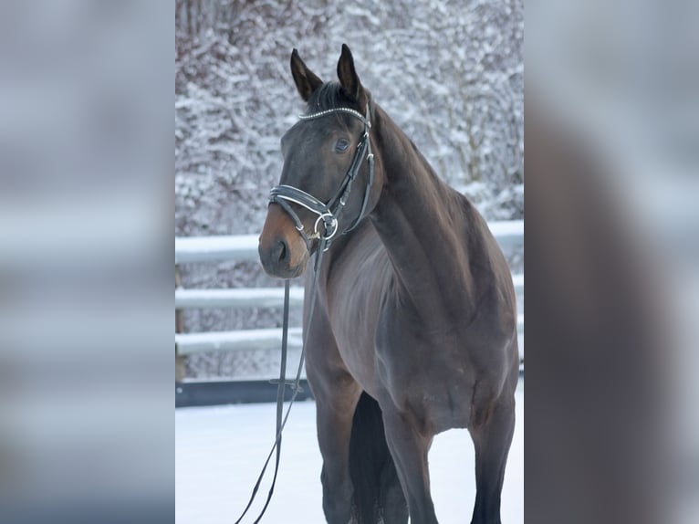 Sportivo Tedesco / Sportivo della Germania Giumenta 3 Anni 173 cm Baio scuro in Bautzen