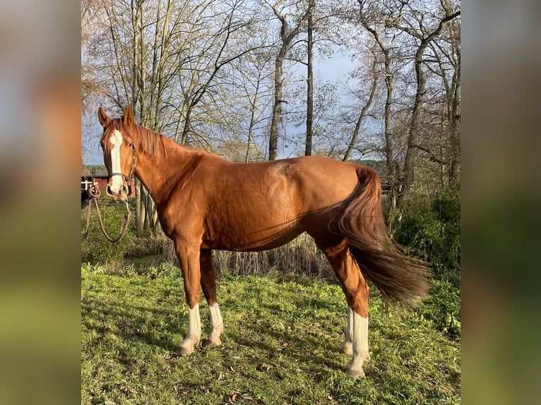Sportivo Tedesco / Sportivo della Germania Giumenta 3 Anni 174 cm Sauro in L&#xF6;wenberger LandNassenheide