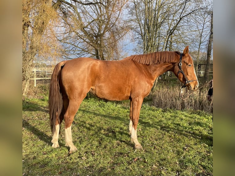 Sportivo Tedesco / Sportivo della Germania Giumenta 3 Anni 174 cm Sauro in L&#xF6;wenberger LandNassenheide