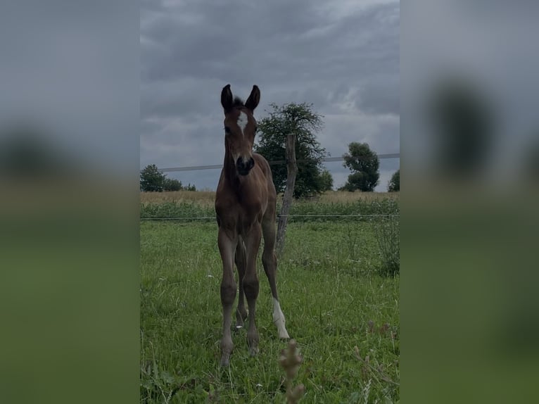 Sportivo Tedesco / Sportivo della Germania Giumenta 3 Anni Baio in Oranienbaum Wörlitz