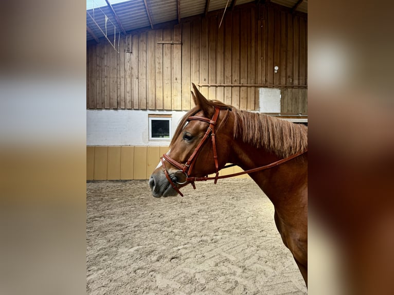 Sportivo Tedesco / Sportivo della Germania Giumenta 3 Anni Sauro in Niederstetten