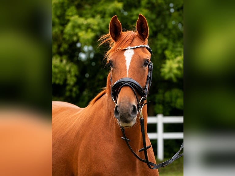 Sportivo Tedesco / Sportivo della Germania Giumenta 3 Anni Sauro in Schönwalde-Glien