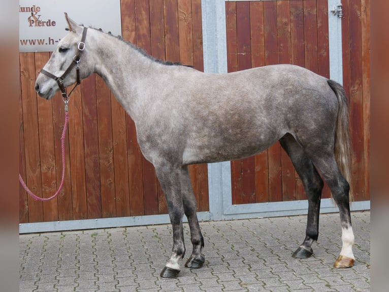 Sportivo Tedesco / Sportivo della Germania Giumenta 4 Anni 150 cm Grigio in Dorsten