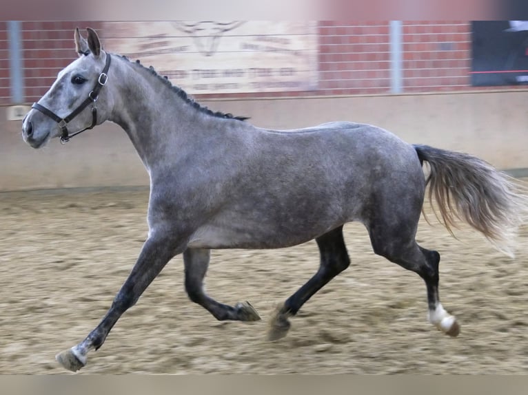 Sportivo Tedesco / Sportivo della Germania Giumenta 4 Anni 150 cm Grigio in Dorsten