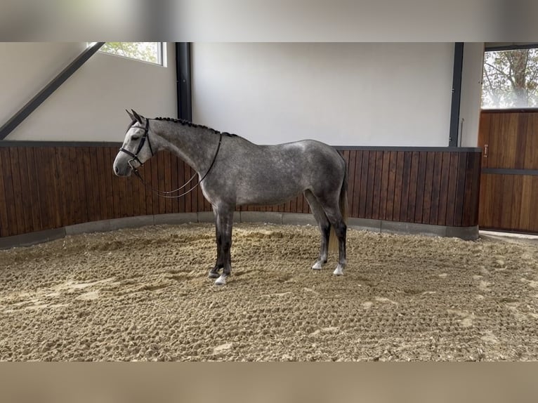 Sportivo Tedesco / Sportivo della Germania Giumenta 4 Anni 155 cm Grigio in Hoogstede