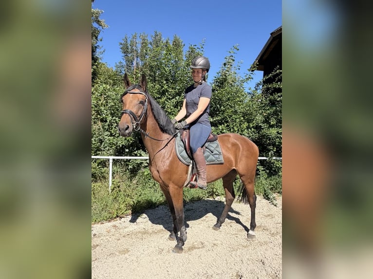 Sportivo Tedesco / Sportivo della Germania Giumenta 4 Anni 158 cm Baio in Davidschlag