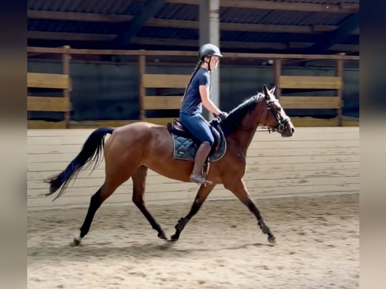 Sportivo Tedesco / Sportivo della Germania Giumenta 4 Anni 158 cm Baio in Davidschlag