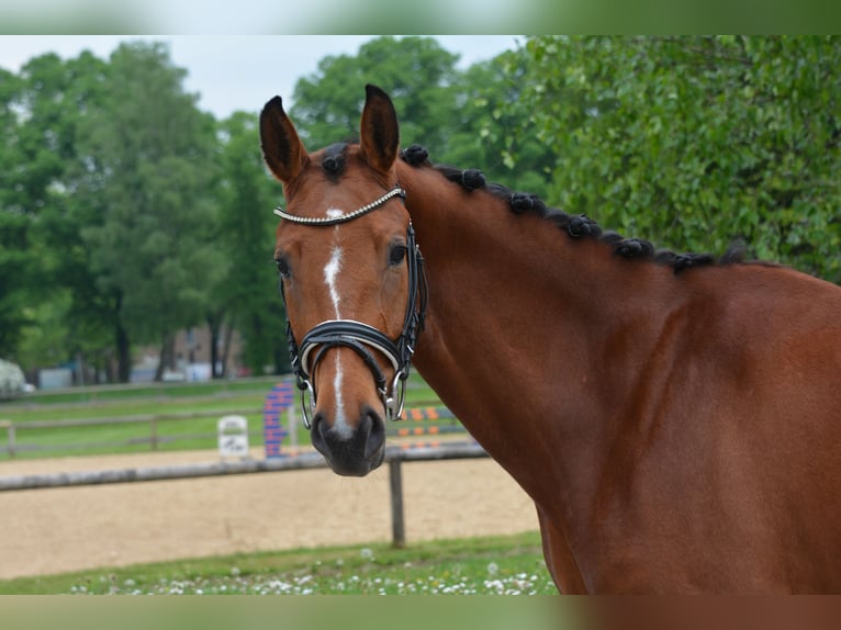 Sportivo Tedesco / Sportivo della Germania Giumenta 4 Anni 159 cm Baio in München