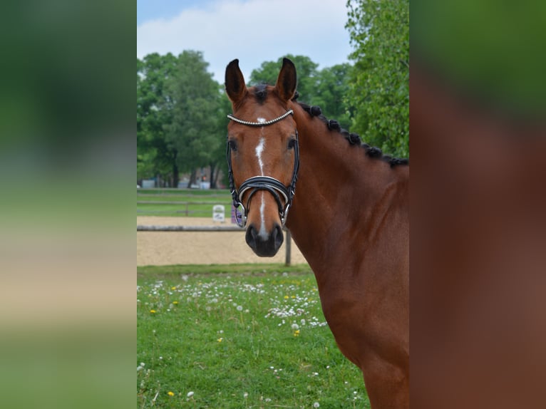 Sportivo Tedesco / Sportivo della Germania Giumenta 4 Anni 159 cm Baio in München