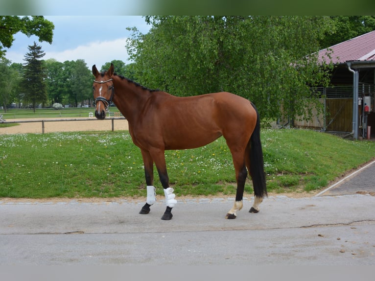 Sportivo Tedesco / Sportivo della Germania Giumenta 4 Anni 159 cm Baio in München