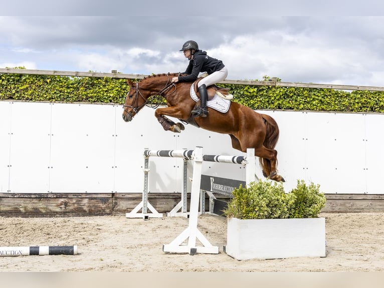 Sportivo Tedesco / Sportivo della Germania Giumenta 4 Anni 159 cm Sauro in Waddinxveen