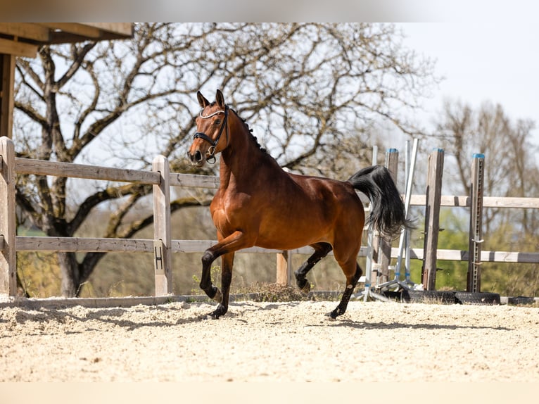 Sportivo Tedesco / Sportivo della Germania Giumenta 4 Anni 160 cm Baio in Bad Griesbach im Rottal