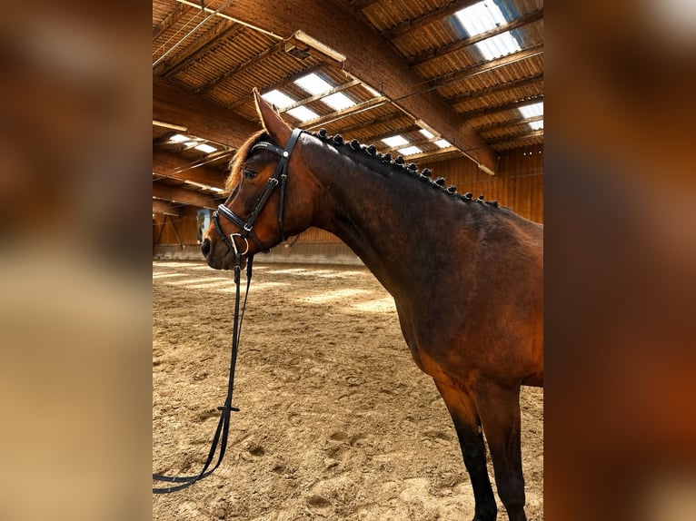 Sportivo Tedesco / Sportivo della Germania Giumenta 4 Anni 160 cm Baio chiaro in Stahnsdorf